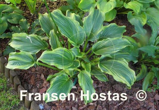 Hosta Ebb Tide